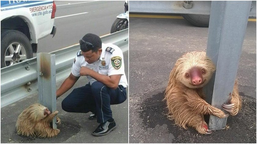 Bicho Pregui A Encontrado Abra Ado Em Barra De Ferro No Meio De