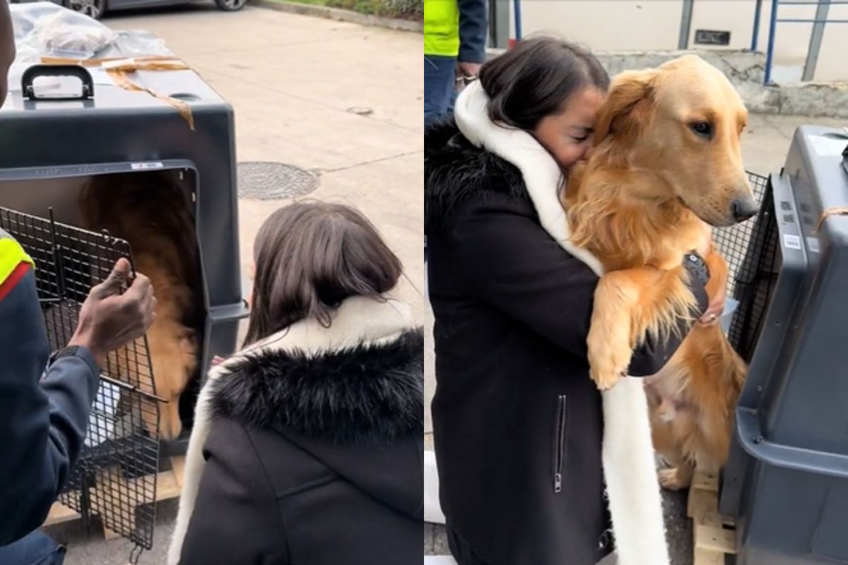 Tutora registra momento em que reencontra cachorro após sete meses