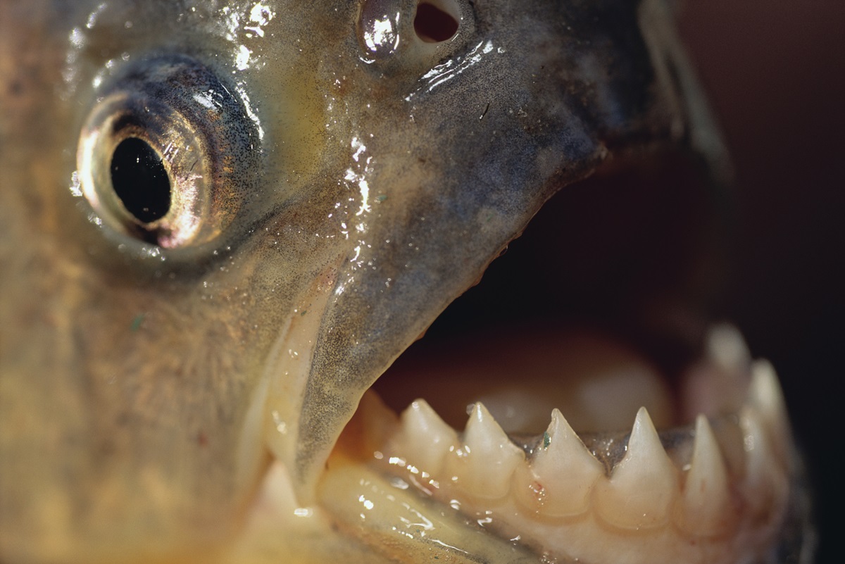 Banhistas sofrem ataque de piranhas em praia no interior de SP Metrópoles