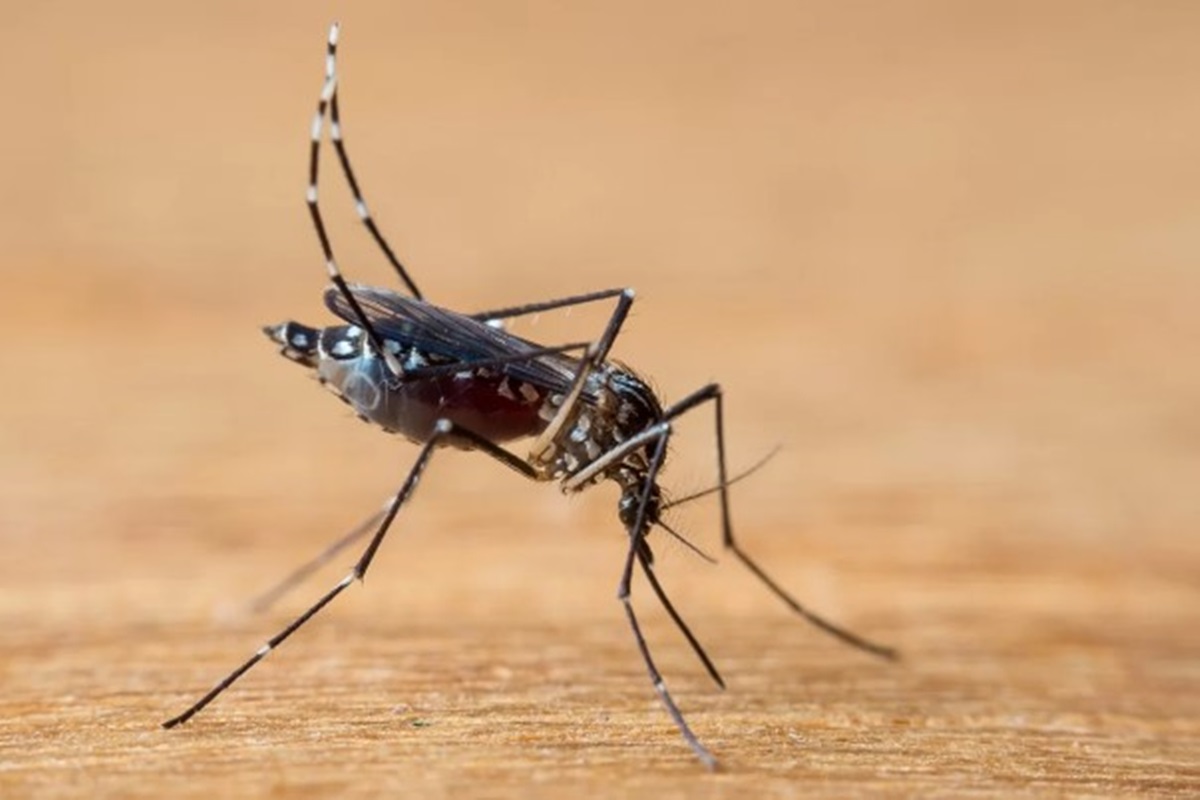 Estado do Rio de Janeiro registra 10 mortes por dengue Metrópoles