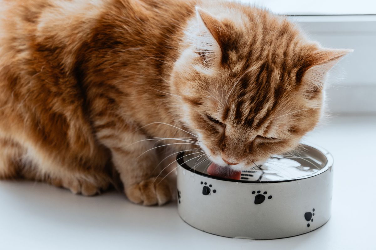 Sempre hidratado Dicas para fazer seu gato beber mais água Metrópoles