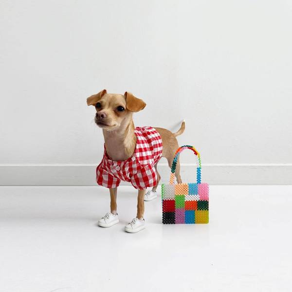 Boobie Billie, a cadela fashionista