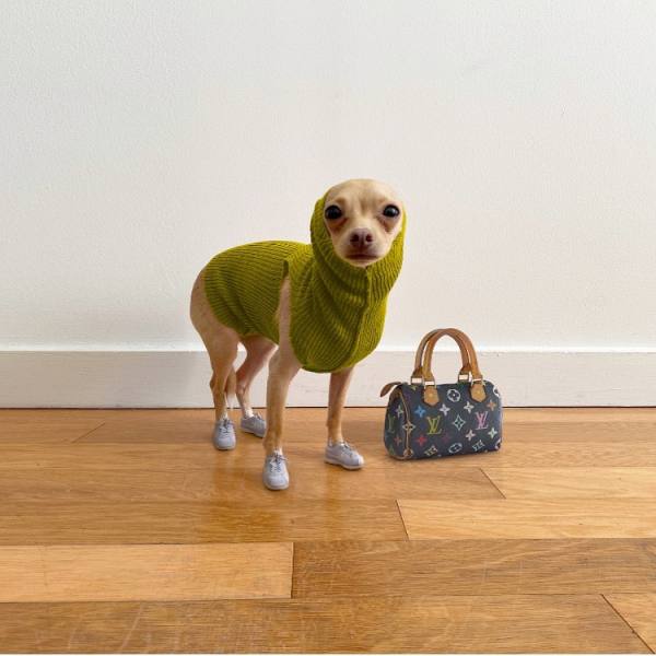 Boobie Billie, a cadela fashionista