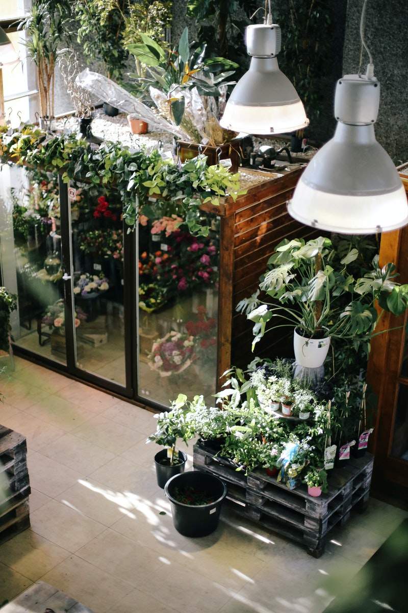 vasos, plantas e luminárias
