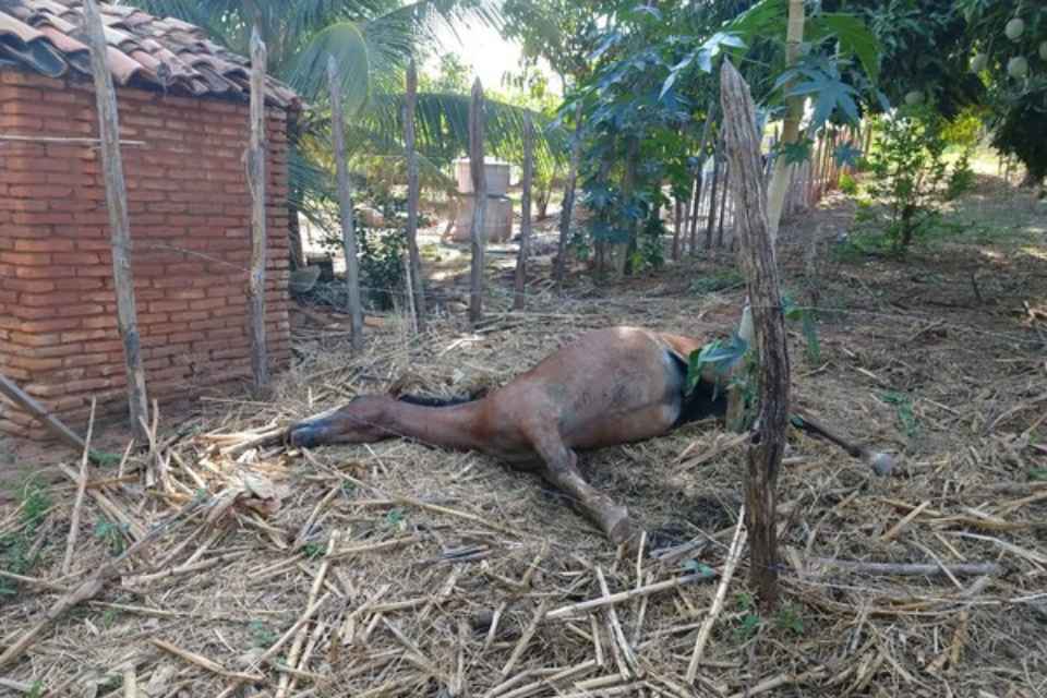 Ataque De Abelhas Mata Cavalo Galinhas E Deixa Homem Ferido Metrópoles 6186