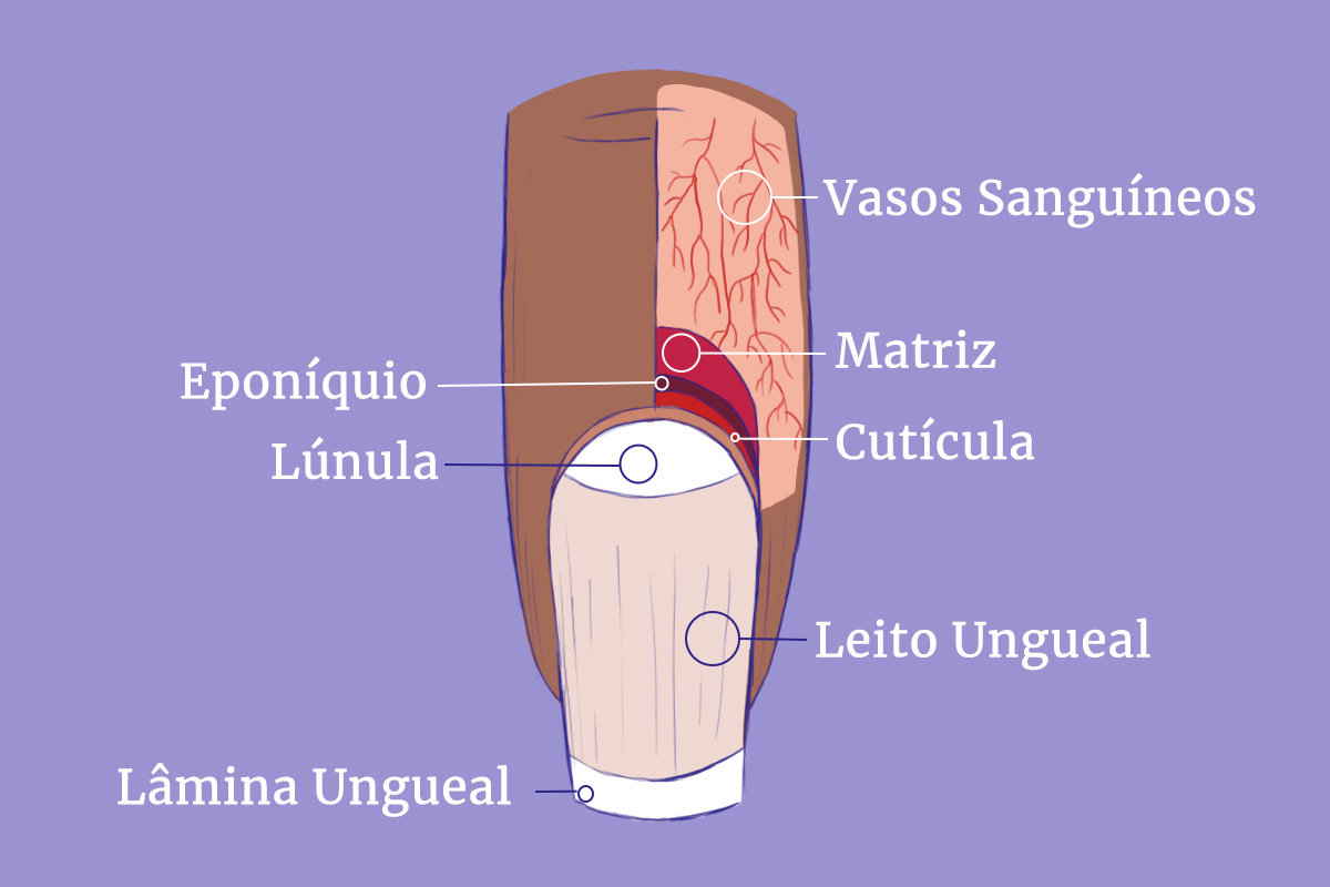 Ilustração - Anatomia da Unha cópia