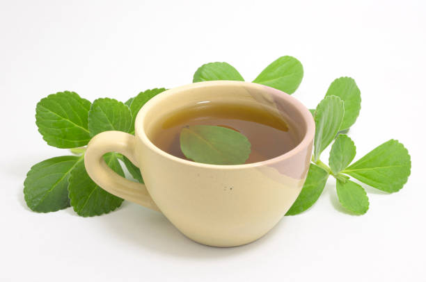 Foto colorida de xícara com chá e folhas de boldo - Metrópoles