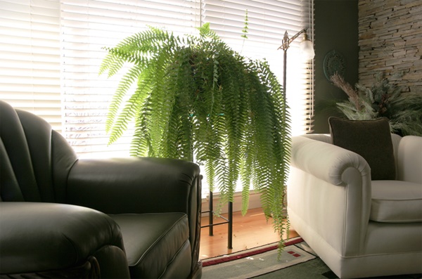 planta sofá