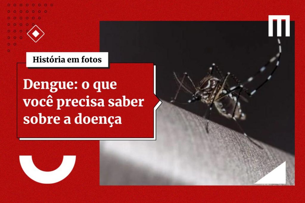 Aedes aegypti, também conhecido como mosquito da dengue - Metrópoles