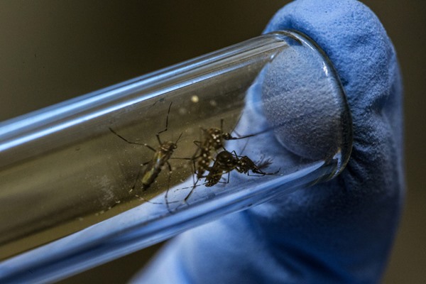 Aedes aegypti, também conhecido como mosquito da dengue - Metrópoles