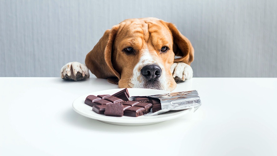 Cachorro olhando para um prato com chocolate