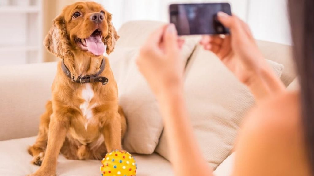 Pessoa tirando foto de um cachorro em cima de sofá