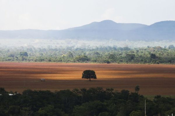 Foto colorida de área de cerrado desmatada para plantio no município de Alto Paraíso - Metrópoles
