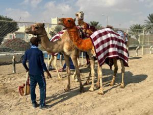 Camelo vencedor após corrida em Doha, no Catar