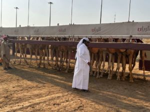 Camelos se preparam para início de corrida
