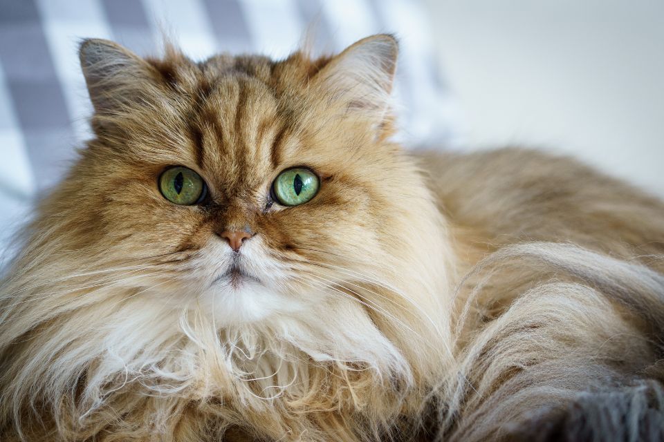 Na foto, gato de pelagem marrom com olhos verdes - Metrópoles 