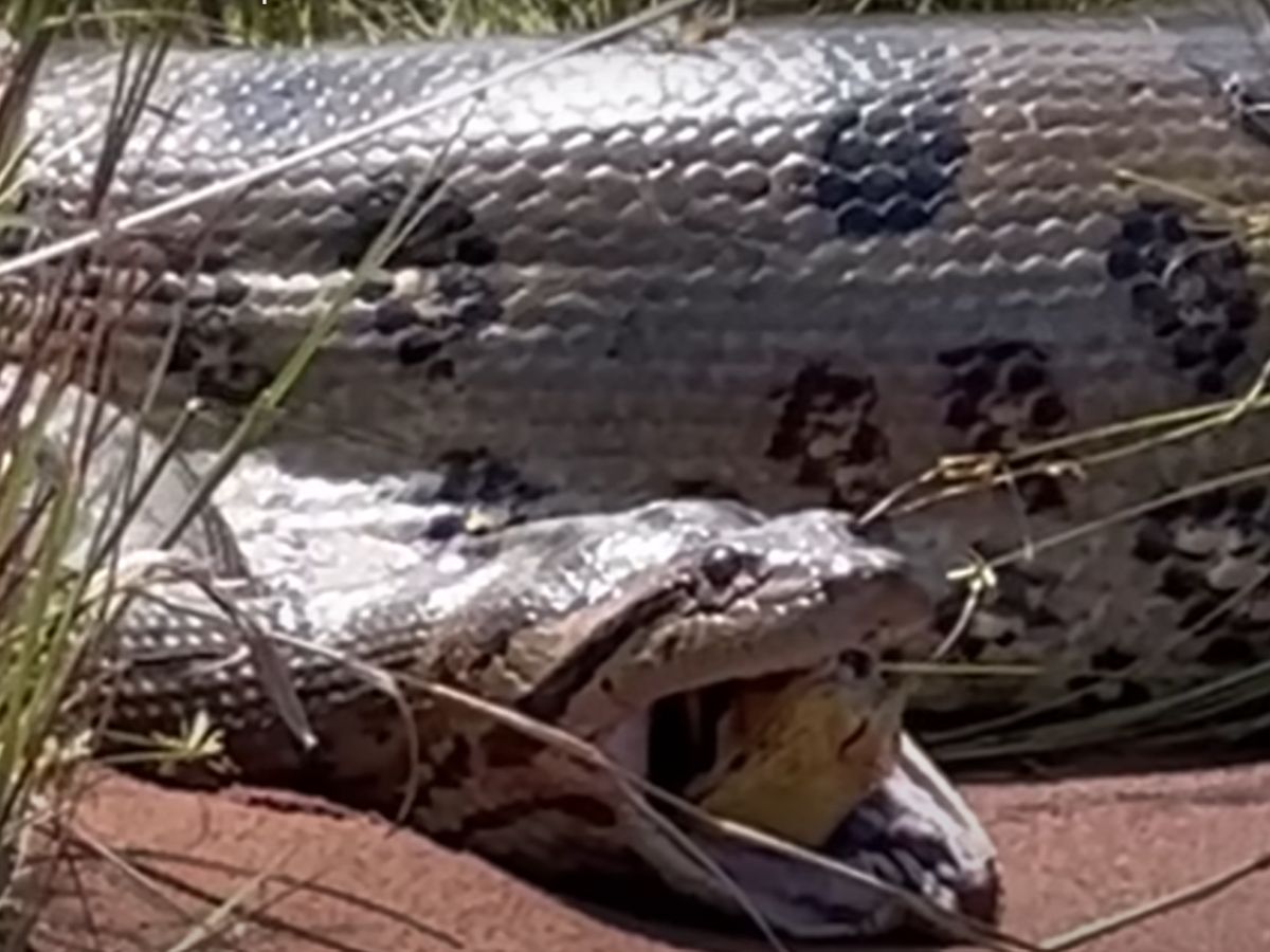 Vídeo de “anaconda” gigante que regurgita cobra é estudado no Butantan |  Metrópoles