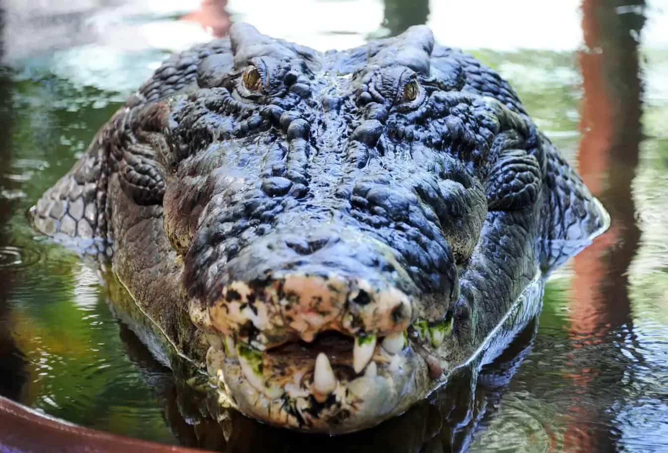 Dominator: crocodilo com mais de 6 metros é o maior do mundo | Metrópoles