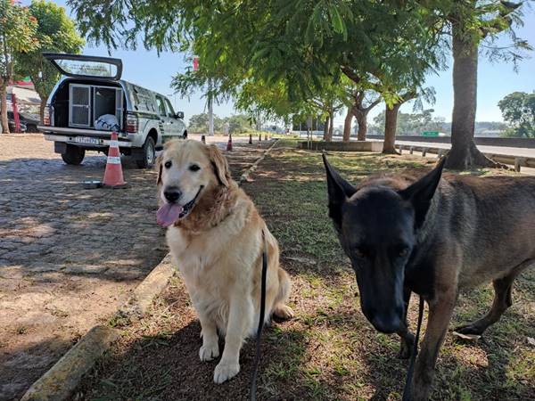 Meg e Vamp: cães farejadores ajudarão auditores agropecuários na fiscalização de bagagens internacionais em Guarulhos