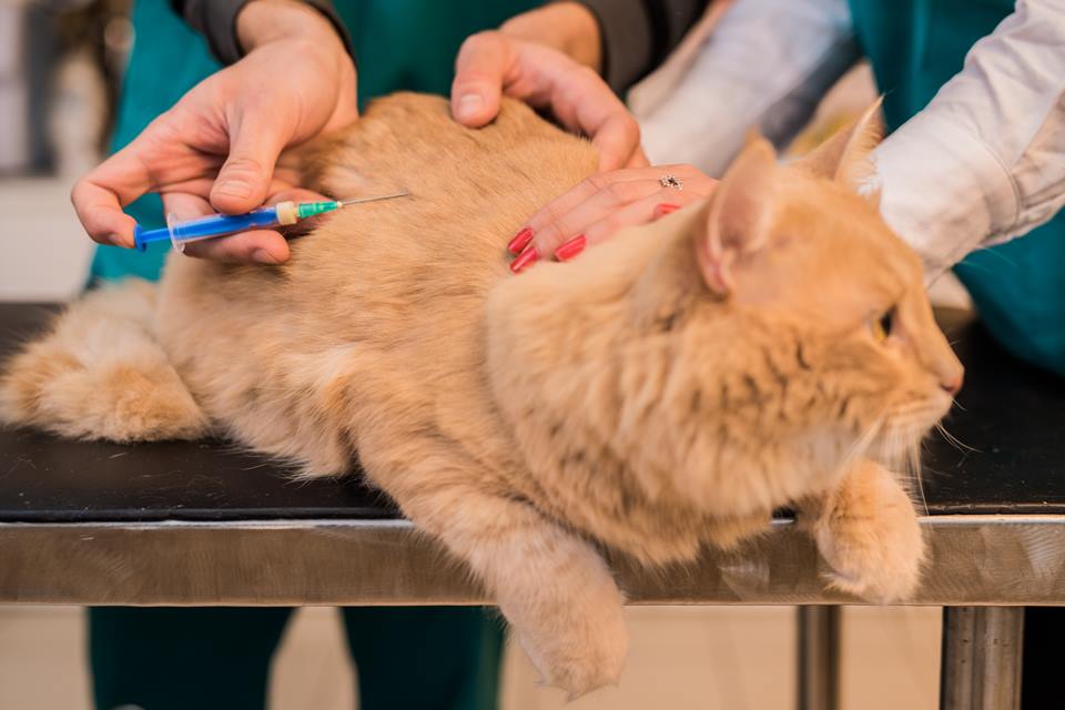 Gato tomando vacina