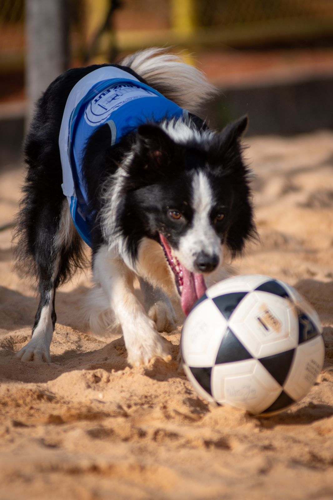 Cão preto e branco usa colete azul e persegue bola de couro em quadra de areia