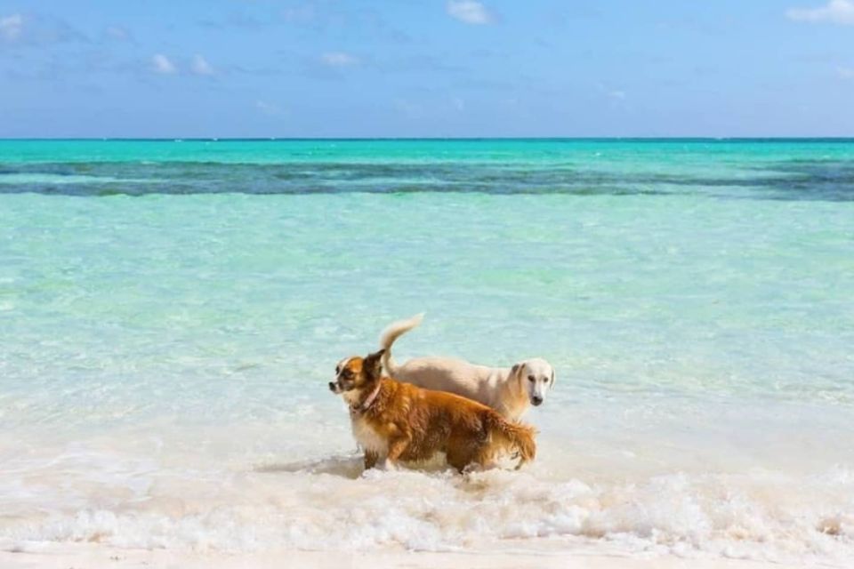 Na foto, um cachorro marrom e um branco nadando na praia de água transparente e céu azul - Metrópoles