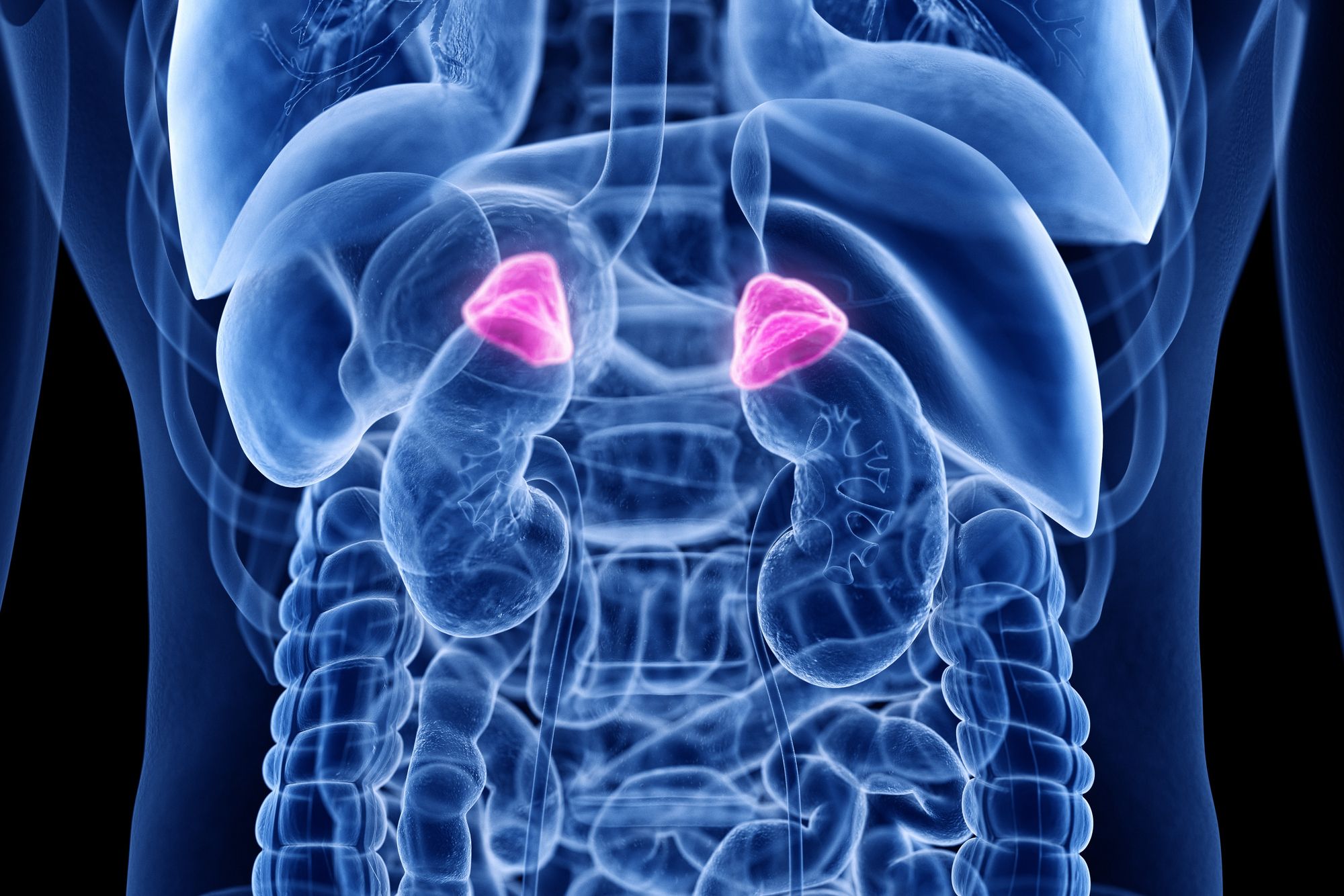ilustração de região abdominal do corpo com destaque em rosa para a área acima dos rins - Metrópoles