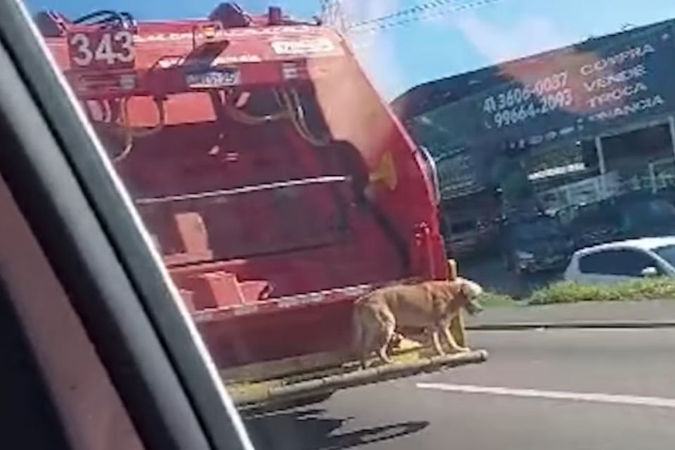 Na imagem, um cachorro de pelagem marrom na traseira de um caminhão vermelho - Metrópoles