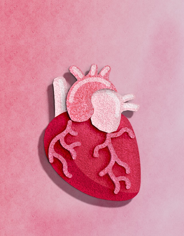 Ilustração do órgão de coração - Metrópoles