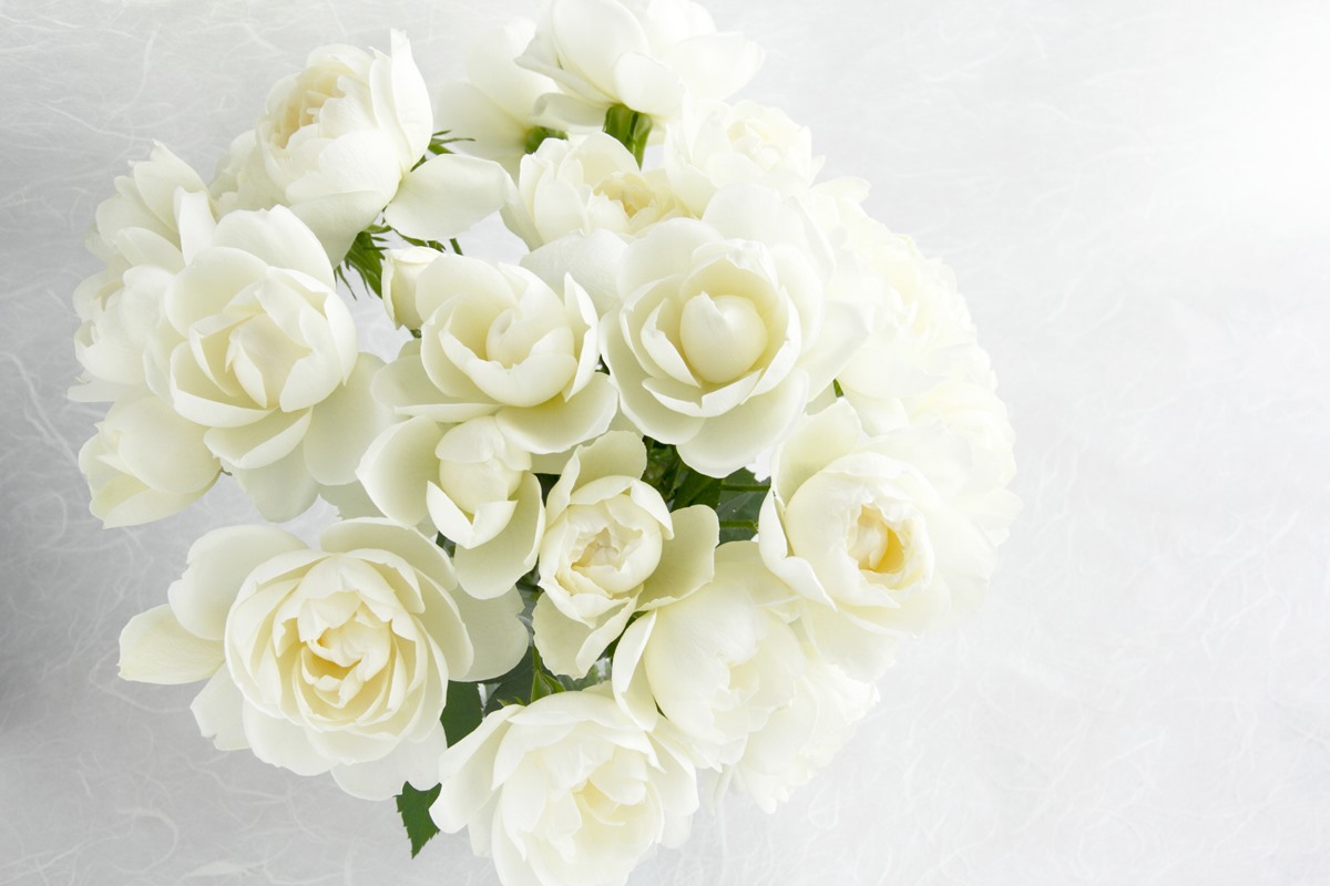 Foto colorida de buquê de rosas brancas - Metrópoles