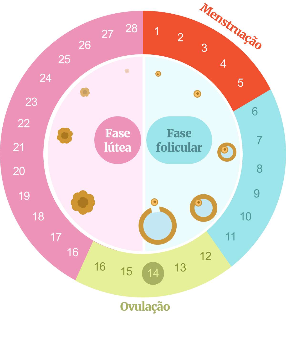 Ilustração de calendário com ciclo menstrual - Metrópoles
