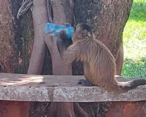 Macaco tomando energético 