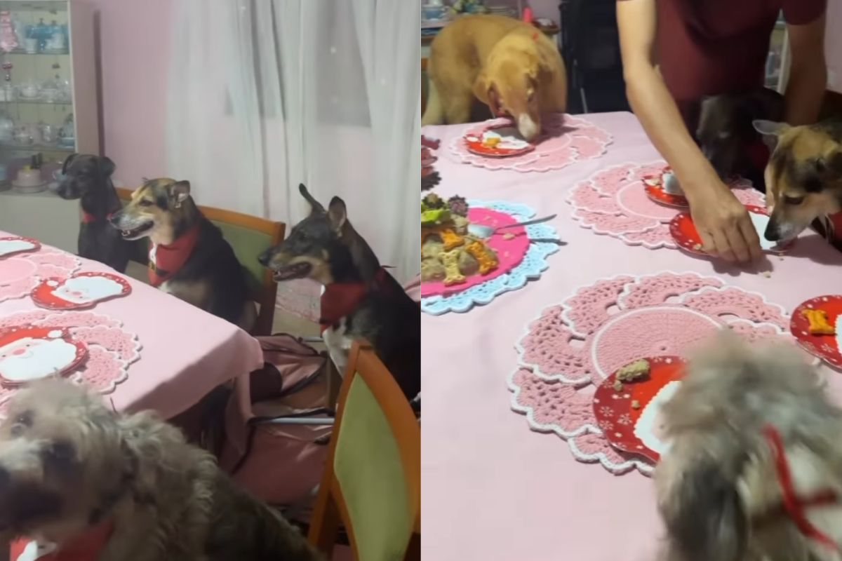 Foto colorida de uma mesa com cachorros ao redor - Metrópoles