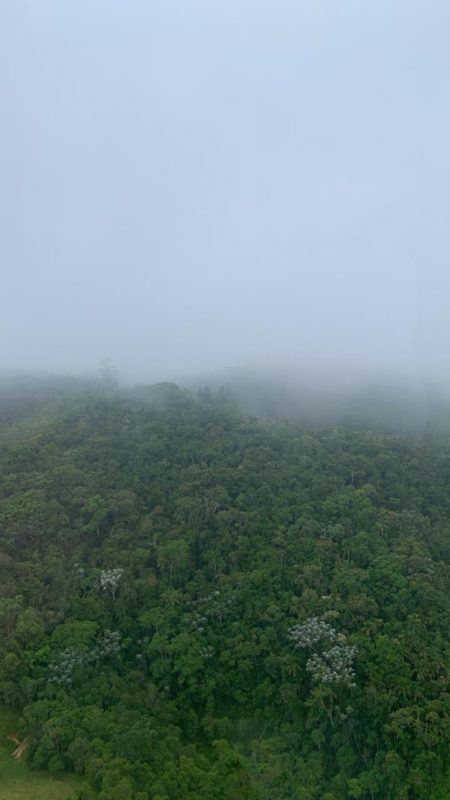 Fotografia colorida da vista do helicóptero que desapareceu mostra área de mata fechada e bastante neblina - Metrópoles