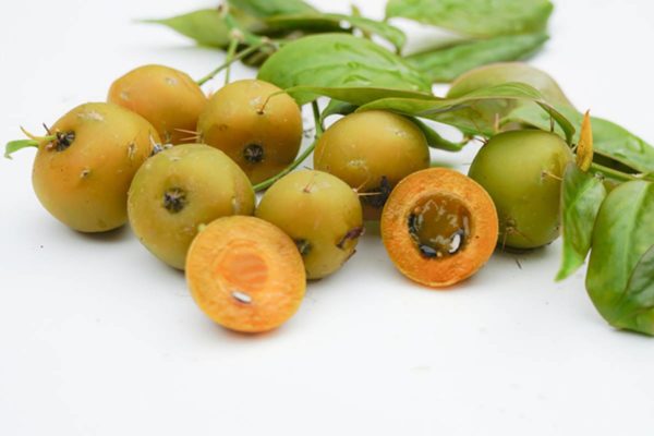 Imagem colorida de fruta da ora-pro-nobis - MEerópoles