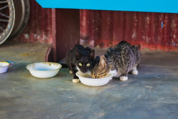 Fotografia colorida mostrando dois gatos comendo no mesmo prato-Metrópoles