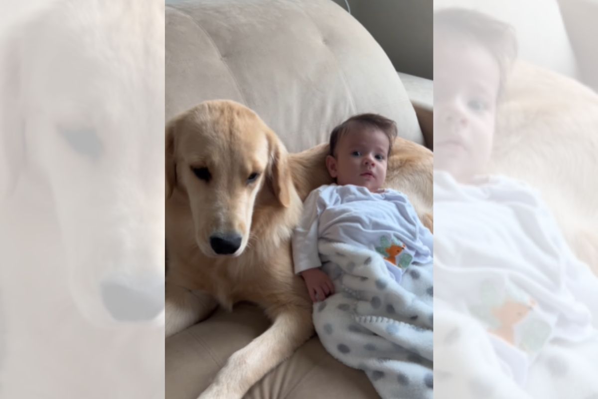 Foto colorida de um cachorro e um bebê - Metrópoles
