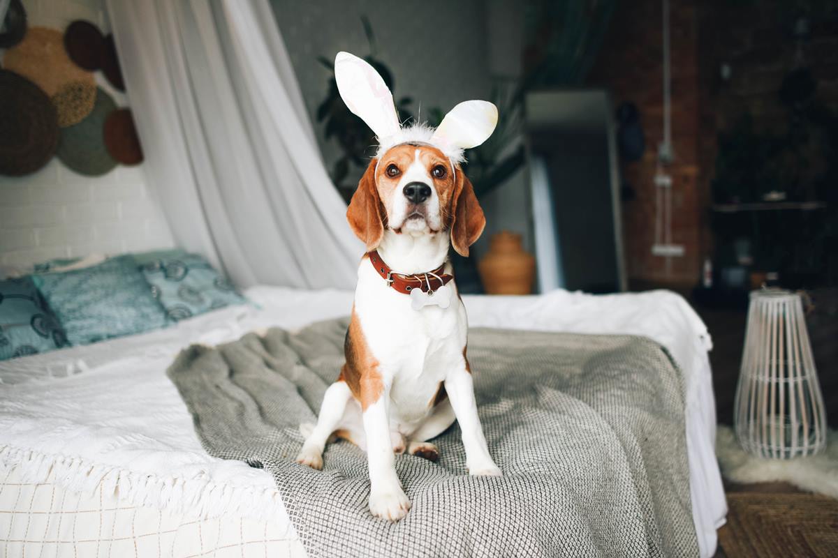 Cachorro com orelha de coelho - Metrópoles
