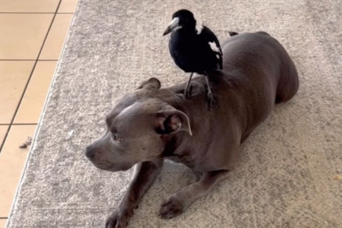 Foto colorida de um cachorro e uma ave - Metrópoles