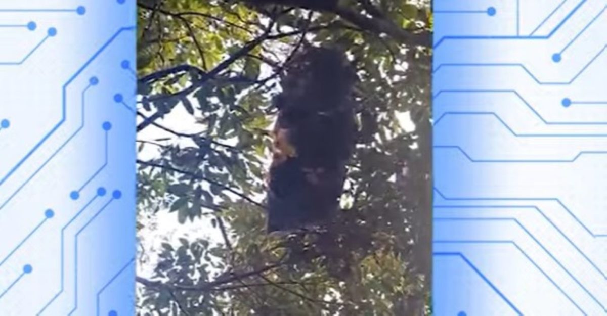 foto colorida de destroços de aeronave encontrados em mata da Serra do Japi (SP) - Metrópoles