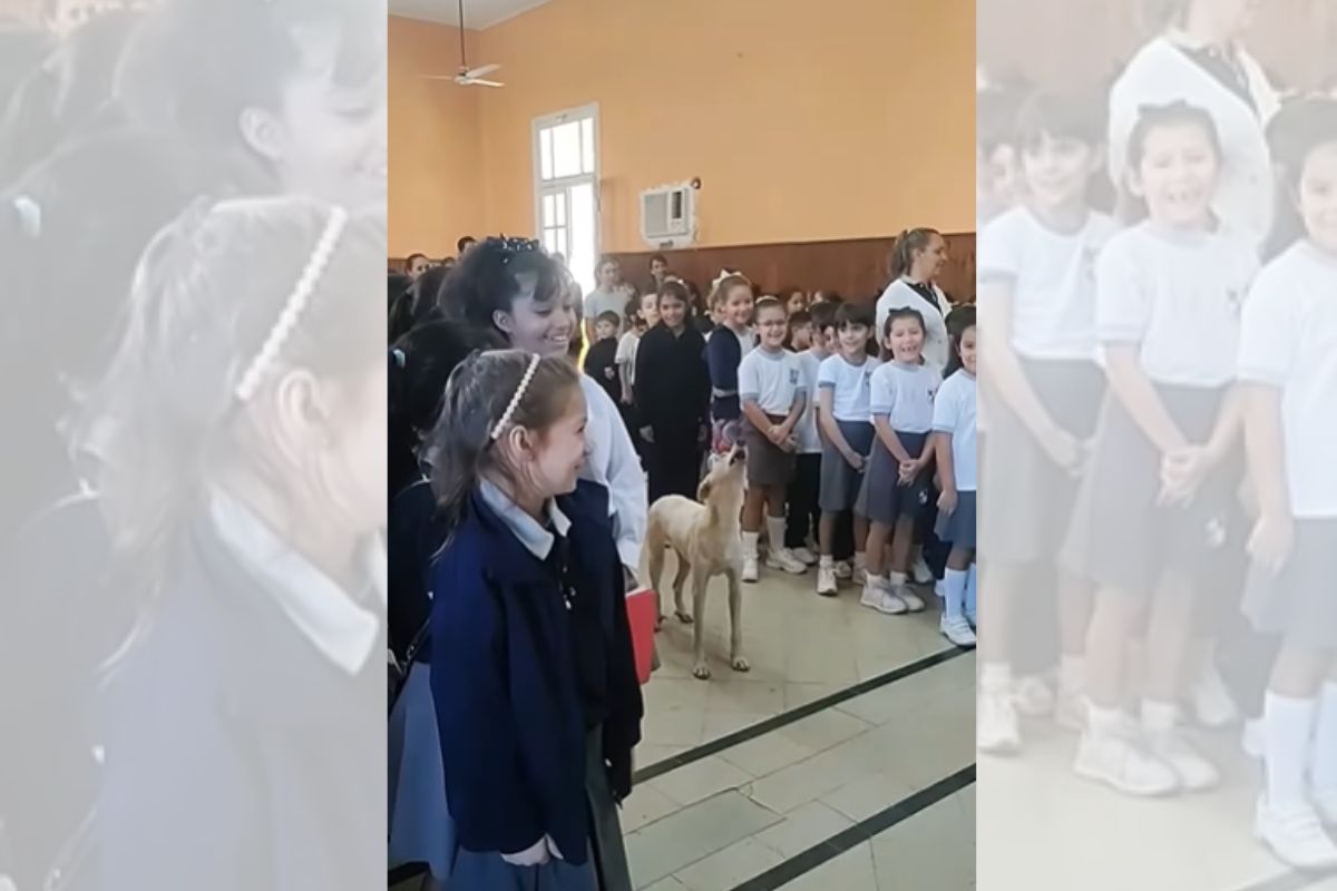 Foto colorida de um cachorro - Metrópoles