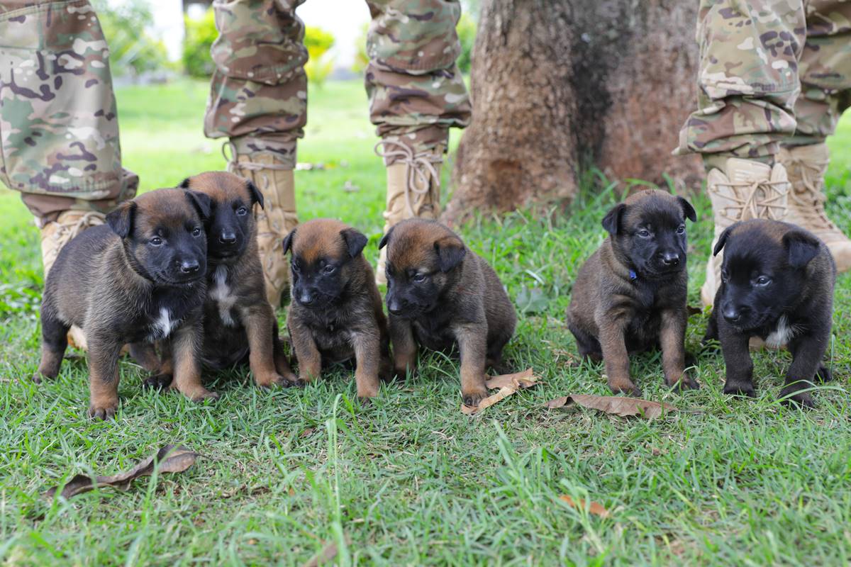 Foto colorida de filhotes de cachorro na frente de policiais