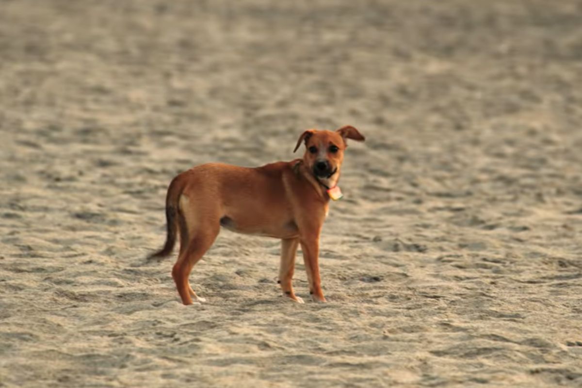 Foto colorida de um cachorro - Metrópoles