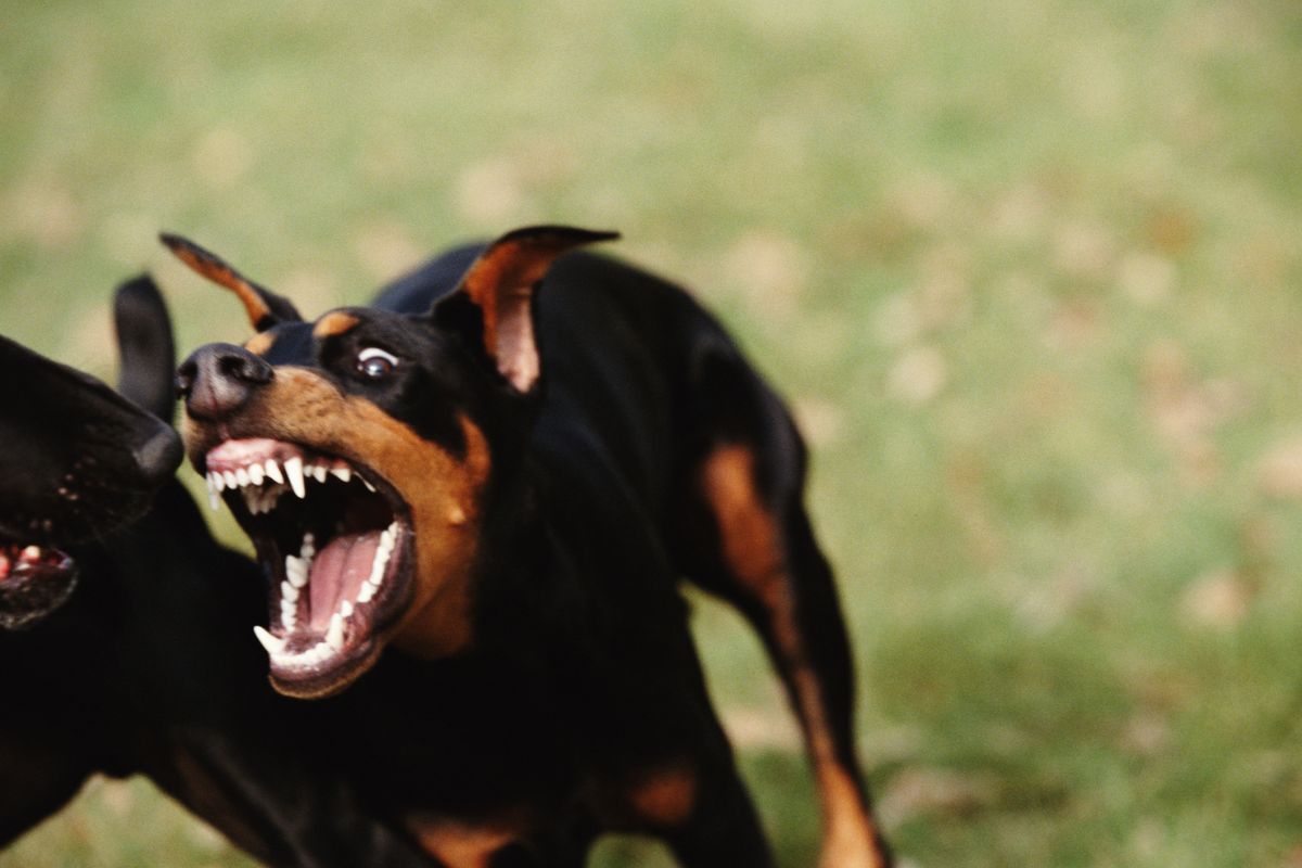 Veterinários ensinam como identificar sinais de maus-tratos em pets ...