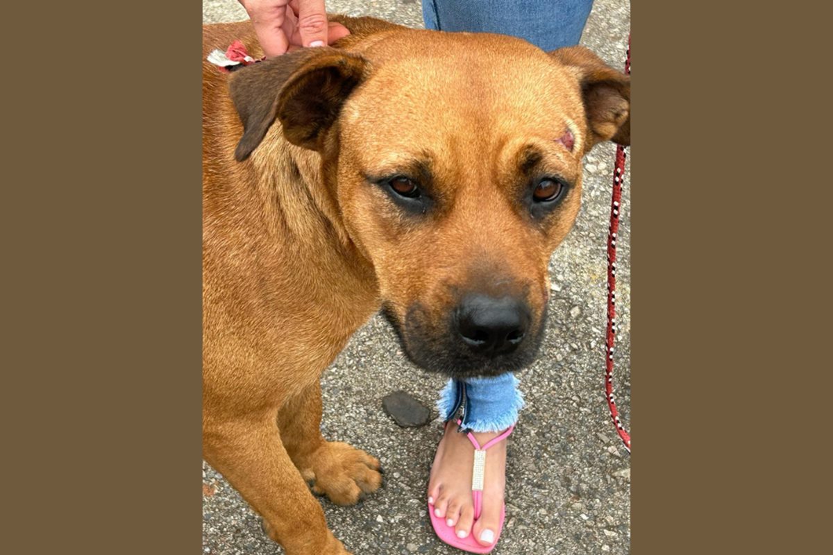 Um grupo de proteção de cães pede ajuda para a adoção de dois cachorros de rua da raça Boxer foram resgatados com diversos ferimentos ao redor do corpo. Segundo voluntários do grupo de proteção, os animais foram abandonados em Valparaíso (GO) e agredidos pela vizinhança por se sentirem ameaçados devido ao grande porte da raça. 
