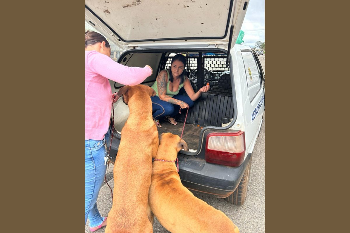 Um grupo de proteção de cães pede ajuda para a adoção de dois cachorros de rua da raça Boxer foram resgatados com diversos ferimentos ao redor do corpo. Segundo voluntários do grupo de proteção, os animais foram abandonados em Valparaíso (GO) e agredidos pela vizinhança por se sentirem ameaçados devido ao grande porte da raça. 