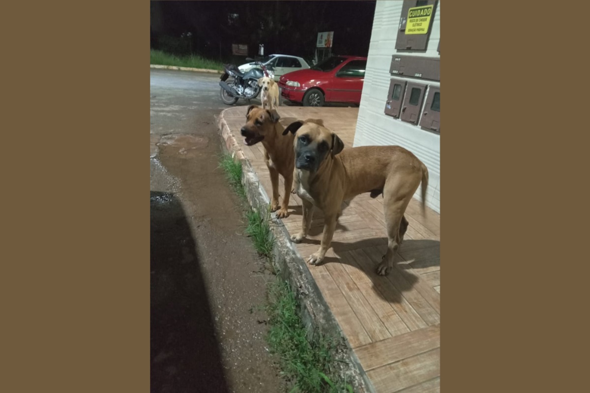 Um grupo de proteção de cães pede ajuda para a adoção de dois cachorros de rua da raça Boxer foram resgatados com diversos ferimentos ao redor do corpo. Segundo voluntários do grupo de proteção, os animais foram abandonados em Valparaíso (GO) e agredidos pela vizinhança por se sentirem ameaçados devido ao grande porte da raça. 