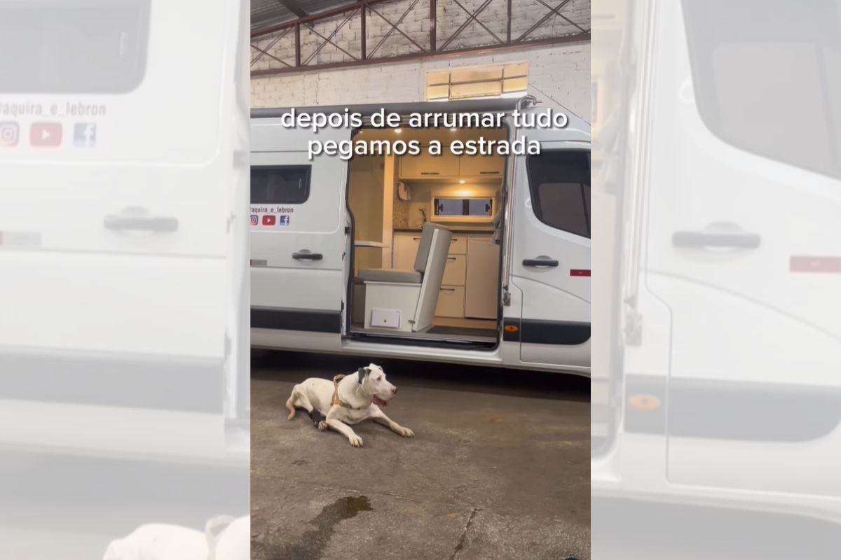 Foto colorida de um cachorro - Metrópoles