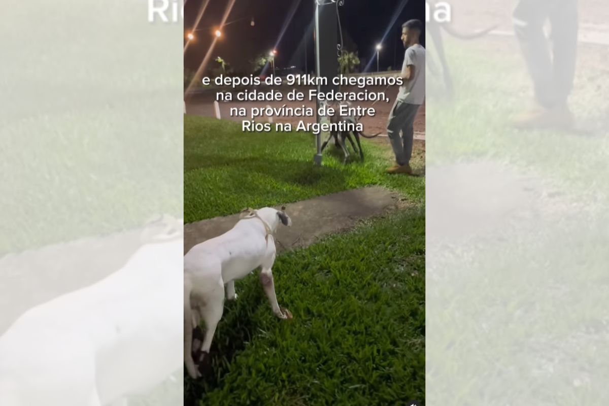 Foto colorida de dois cachorros - Metrópoles