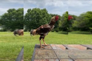 Galo índio gigante posa